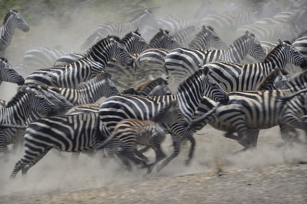 Bueltan da ZEBRABIDEA