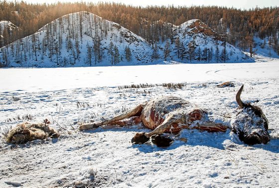 Biharko ‘Gaur8’: Klima aldaketa Mongolian, euskal selekzioaren funtzioa eta Gerardo Markuleta