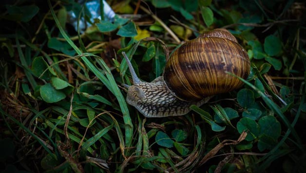 GAUR EZ DAGO ESKOLARIK: BARRAZKILOA ETA BAREA