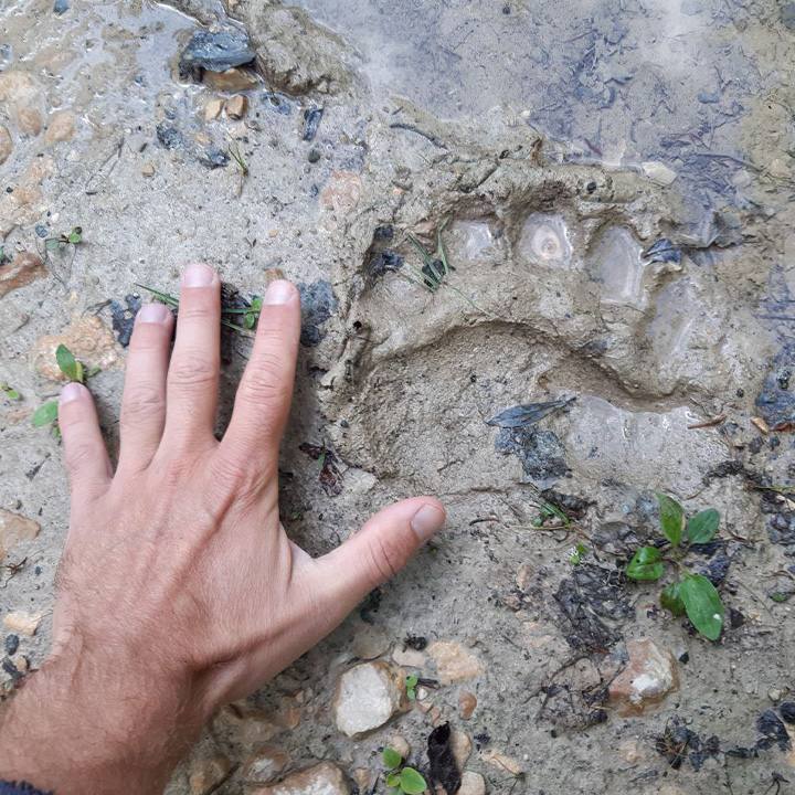 5×21: Serbiako giripollasa