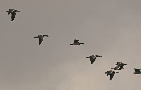 Hegaztien migrazioei so