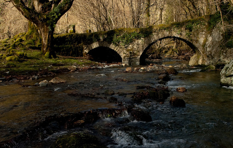 «Sartutako zuhaitzek hamarkada batzuk iraungo dituzte baina sortzen dugun basoak milaka urte»