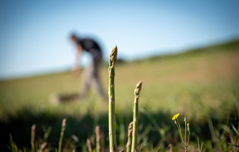 NPB (edo PAC): lokalean bizi dugun arazo global bat