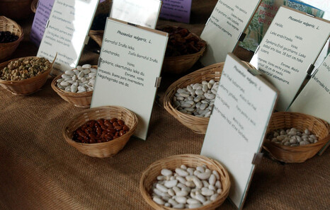 Hazien sareak aniztasuna zaintzeko